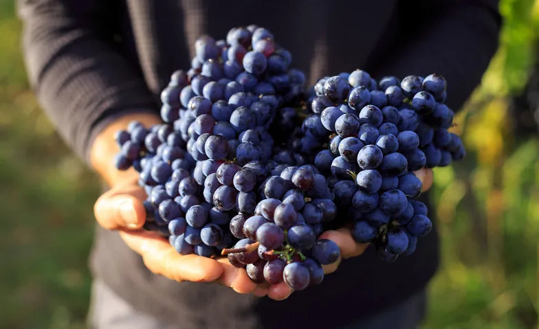 Grape to know "red" - die wichtigsten roten Rebsorten